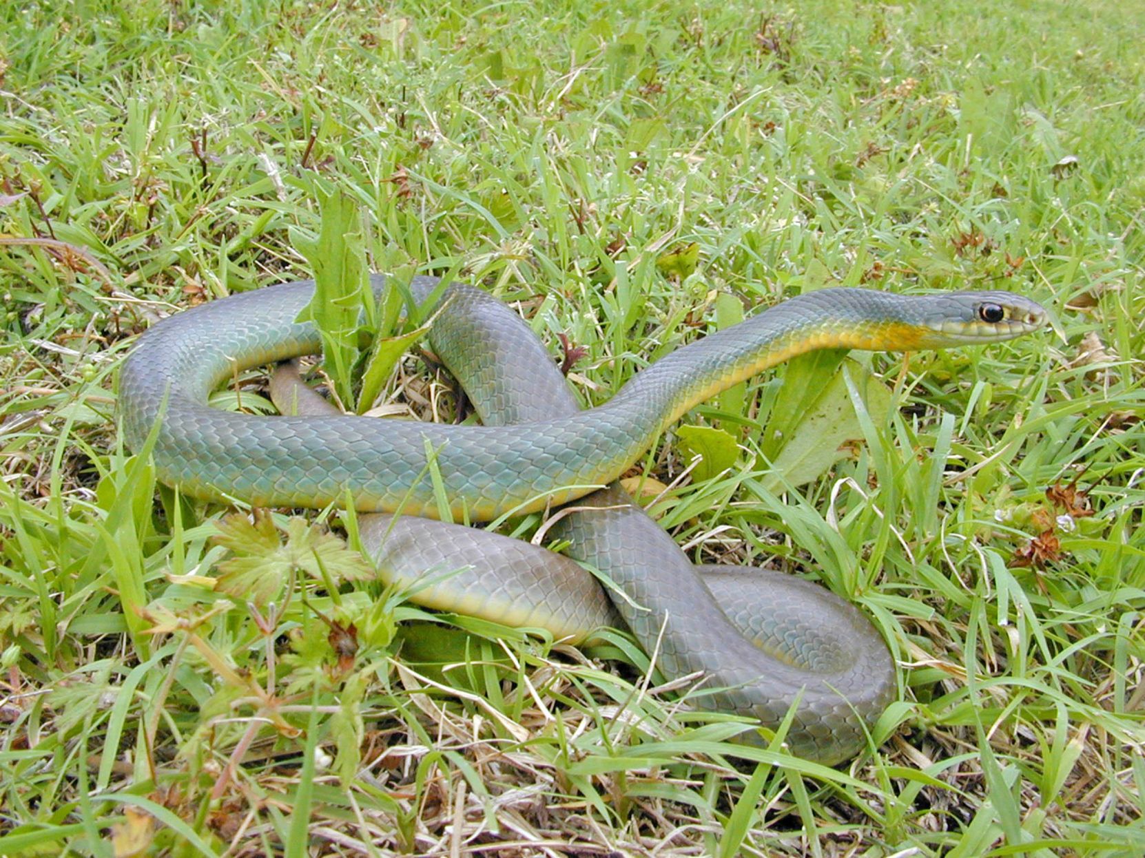 non-venomous snakes